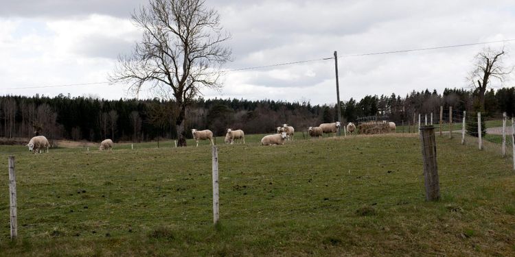 Länsstyrelsen: "Det handlar om att resa stängsel"