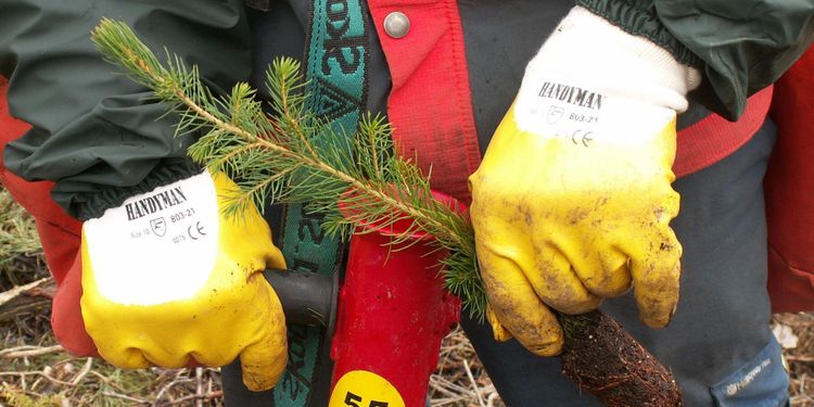 Kräv att friställda och ungdomar tar gröna jobb