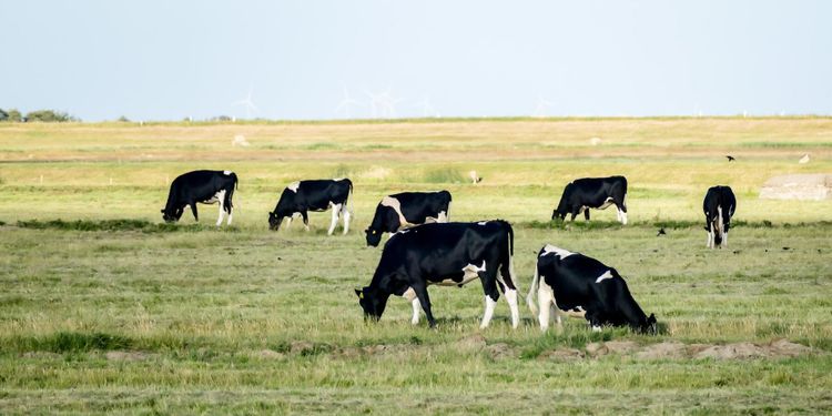 Låga stöd håller tillbaka gräsmjölken