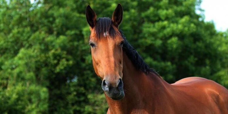 Blunda inte för hästnäringen, politiker