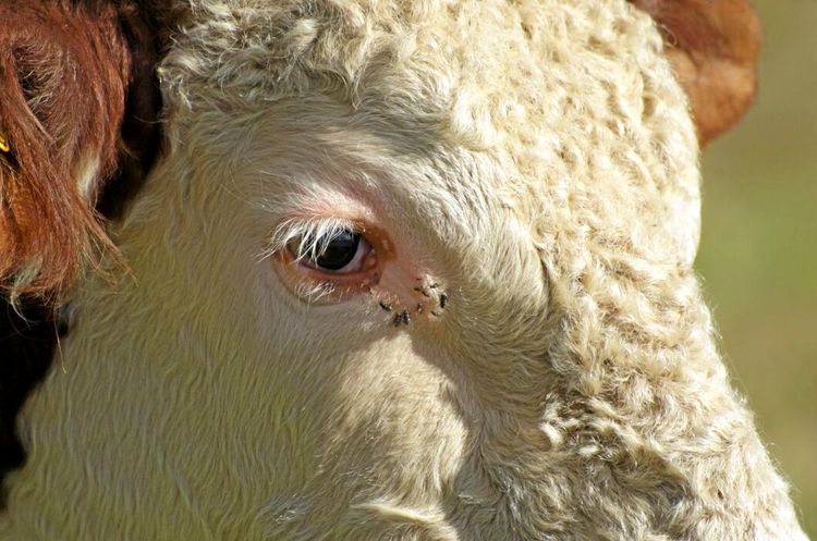 Tjur på rymmen smet igen