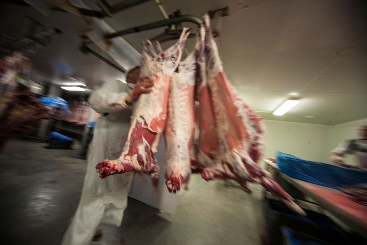 Fårkött säljs ofta som lammkött. På bilden är det dock slaktkroppar av svenska lamm.