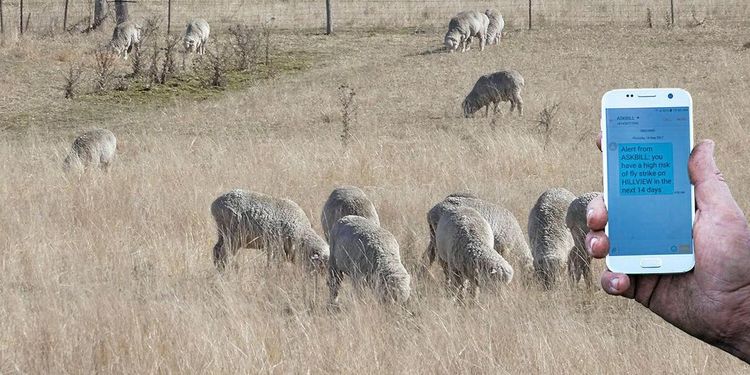 Australiska appen ”Fråga Bill” vet hur fåren mår