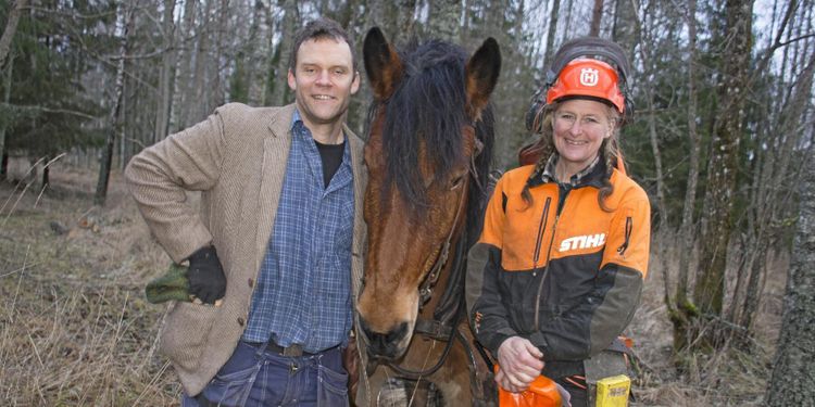 Mildvädret ger ett hästjobb i skogen