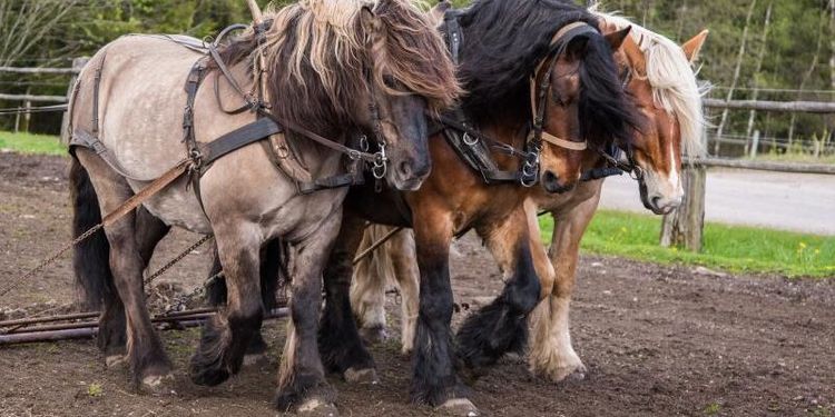 Hästägare får hjälpa forskarna