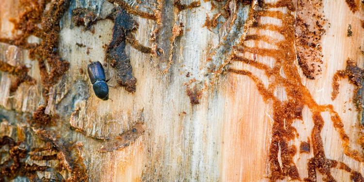 Hopp om minskade skador av granbarkborre