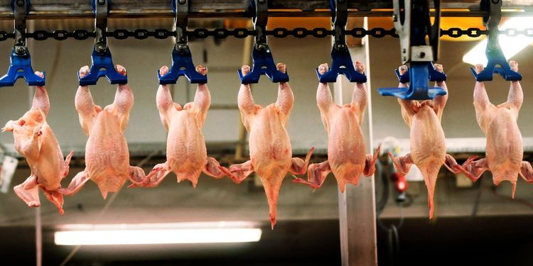 Haveri på Guldfågelns slakteri