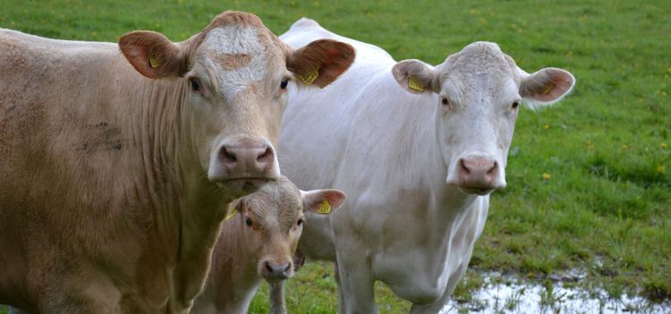 Svensk linje mot paratuberkulos får stöd