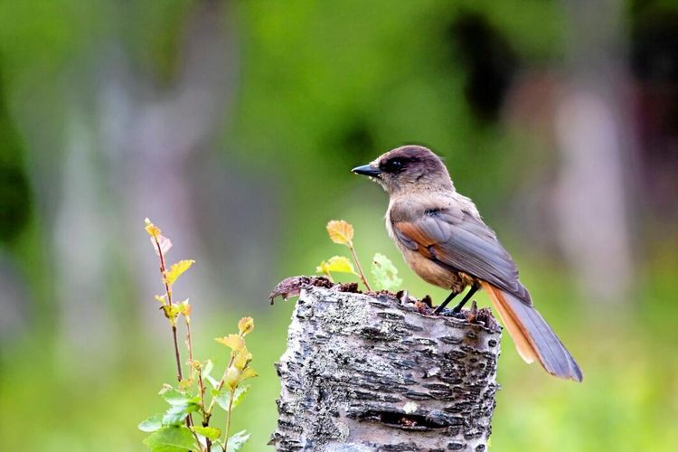 Översyn av Artskyddsförordningen osäker