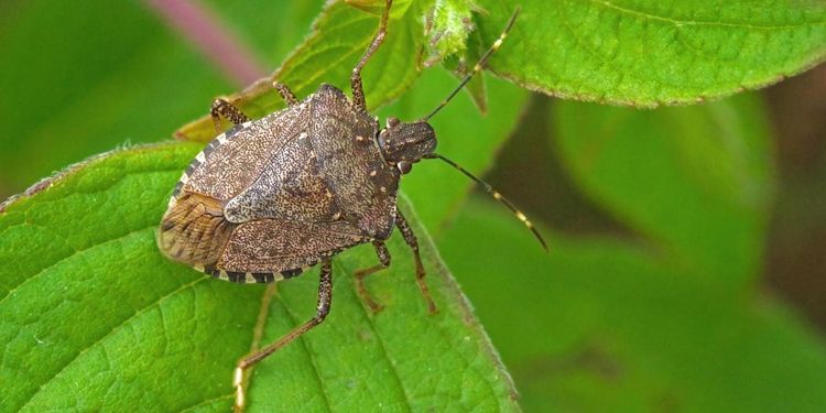 Så ska den fruktade bärfisen stoppas