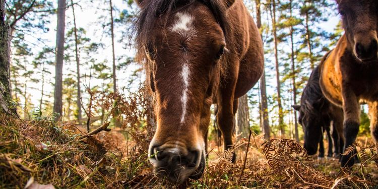 Fjärilar och humlor gillar gotlandsruss