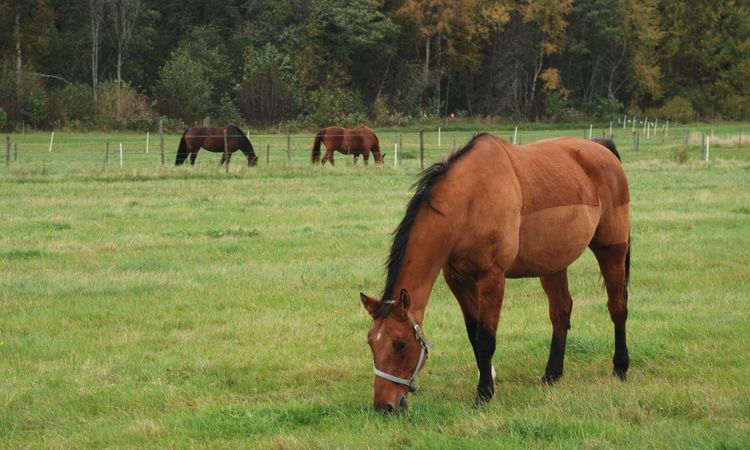 Ridskolor får ekonomiskt stöd från kommuner