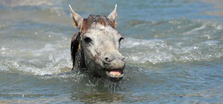Oväntat besök av häst i poolen