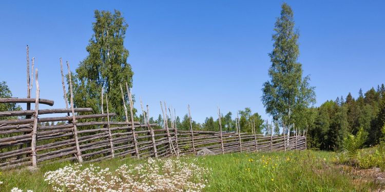 Utmarksbrukarnas kunskap nytt vapen mot barkborrar