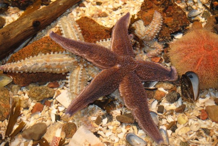 Nu säger EU ja till att sjöstjärnor får omvandlas till proteinfoder för gris och höns.