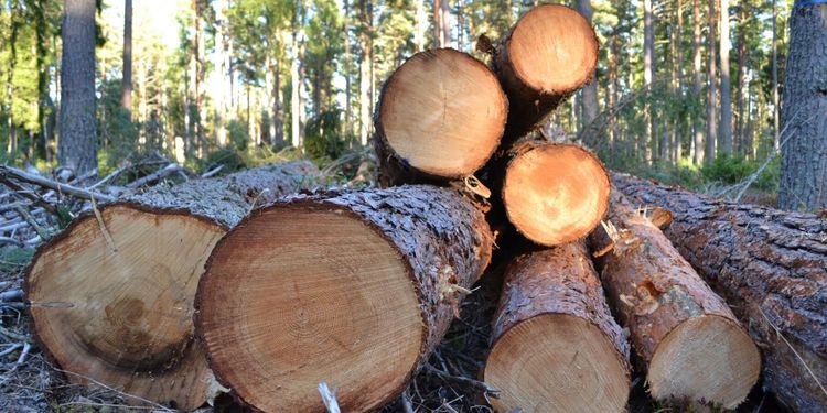 Massa bättre affär än timmer för köparna