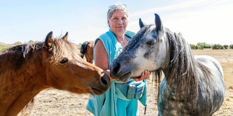Utdöd häst kan få nytt liv