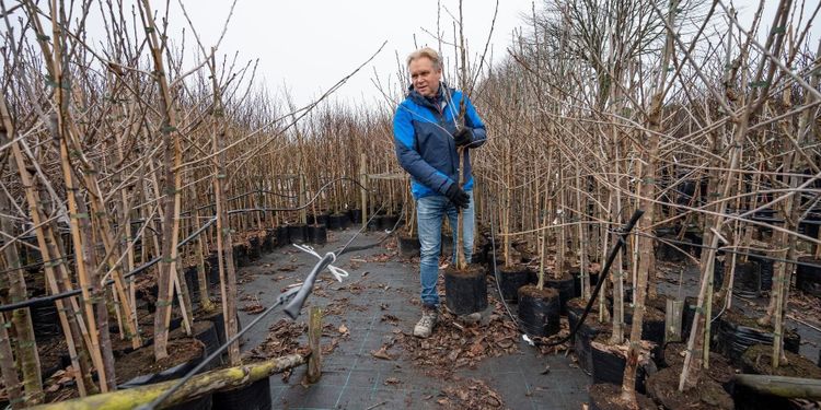 Brist på fruktträd problem för plantskolorna