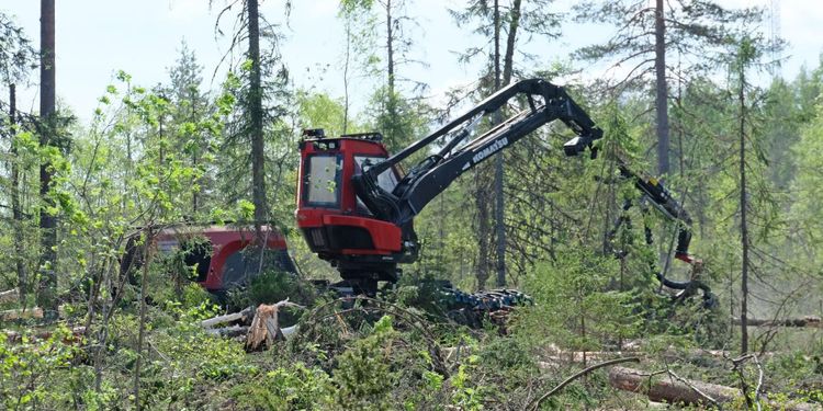 Avverkning av höga naturvärden problematiskt för FSC