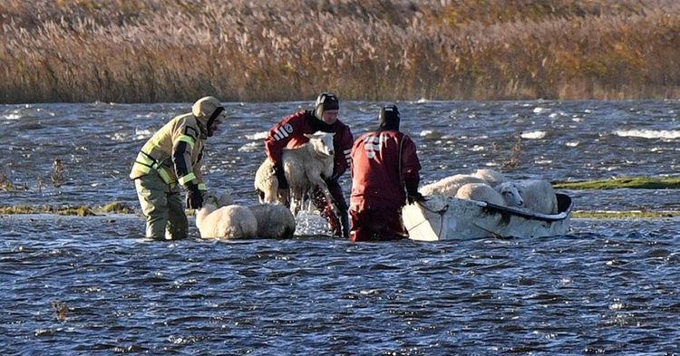 Dramatik när får räddades