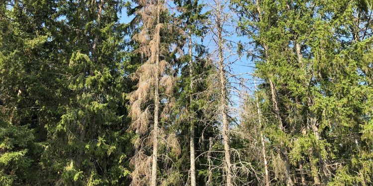 Vändning nedåt för granbarkborrarna