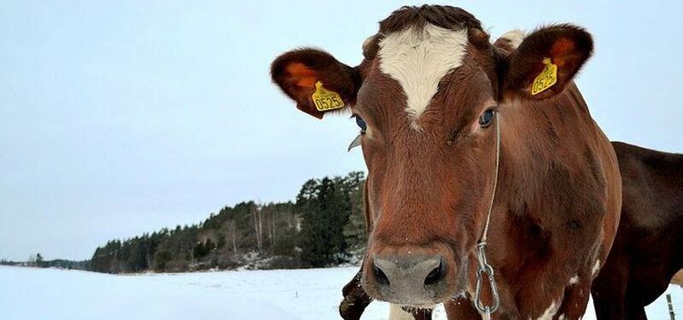 Färre ekokor mjölkar bättre