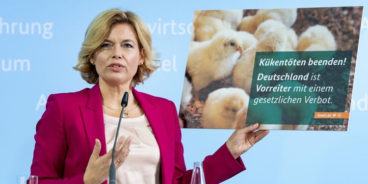 Tyskland förbjuder dödande av tuppkycklingar 2022