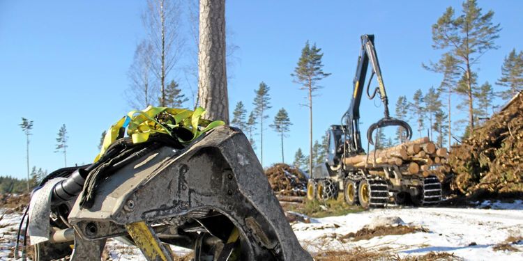 ”Bryt byråkratiseringen av skogsbruket”