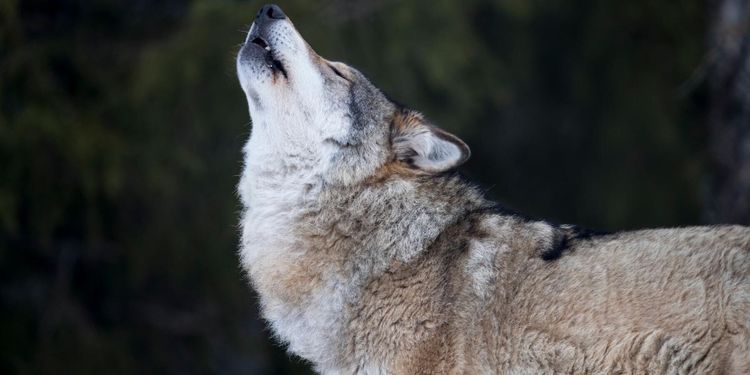 Trots två angrepp – nej till skyddsjakt på varg