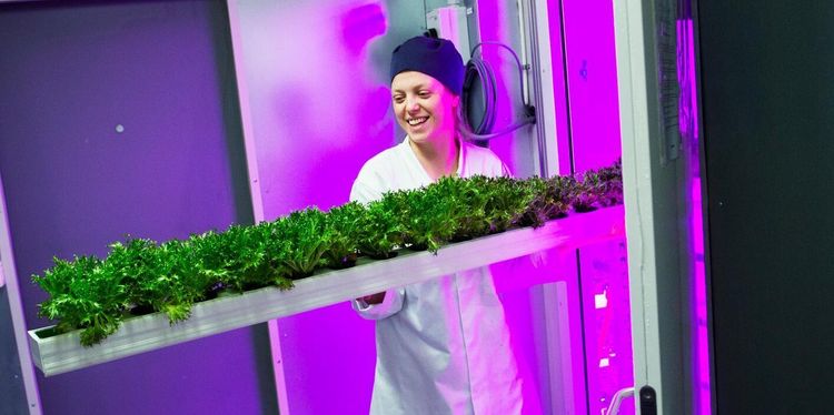 Ikea skördar sin första sallat