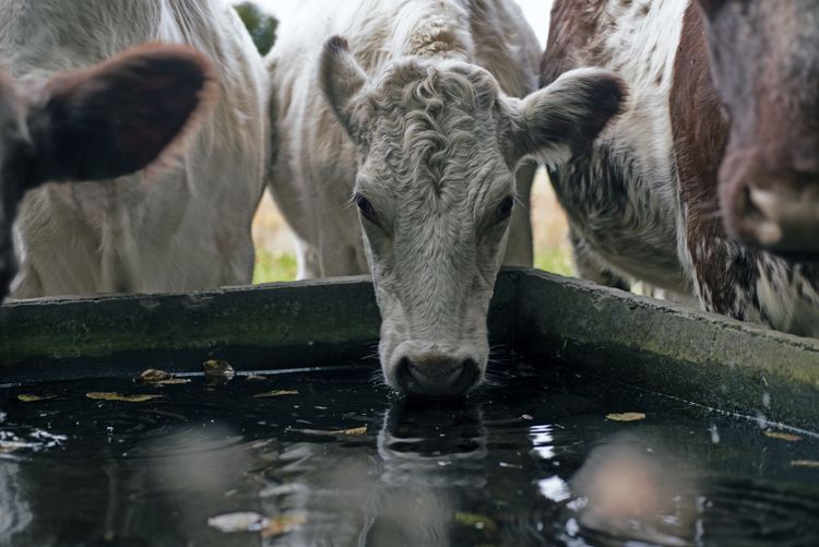 Lantbrukare varnas för vattenkris