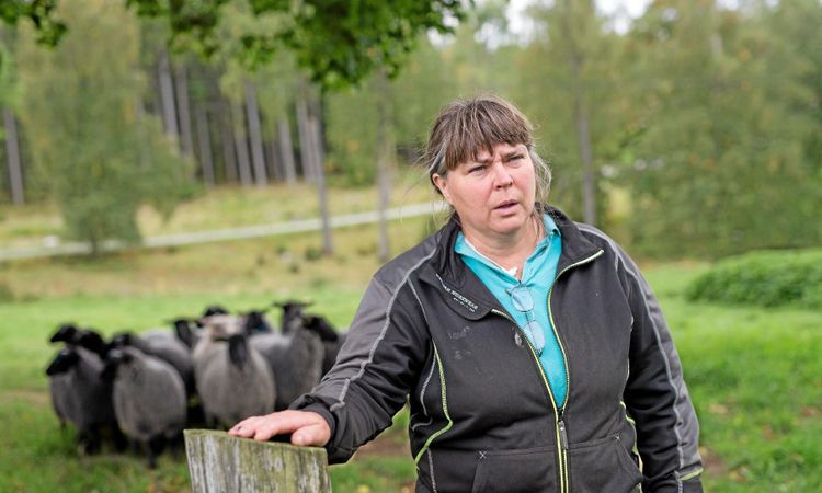 Efter attackerna – fårägare håller rovdjursvaka