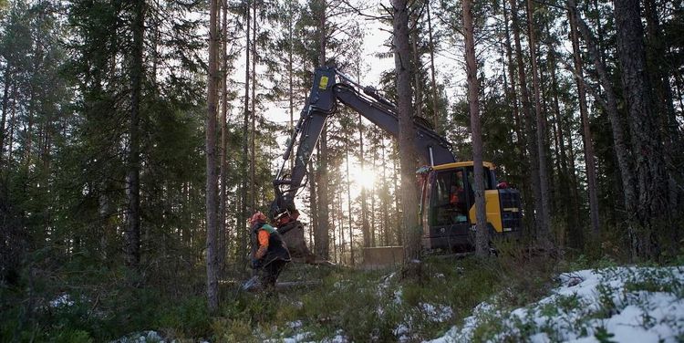 Lyckad samverkan mellan skogsbruk och naturvård