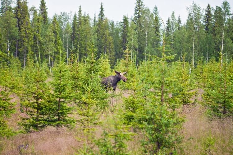 Älgarna i Finland börjar göra som skogsägarna - de byter från tall till gran.