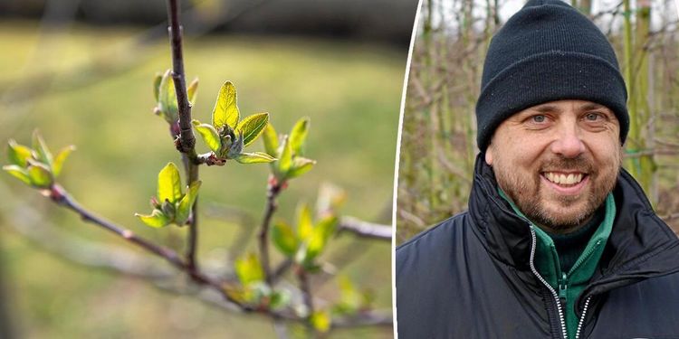 Kall vår gillas av äppelodlare