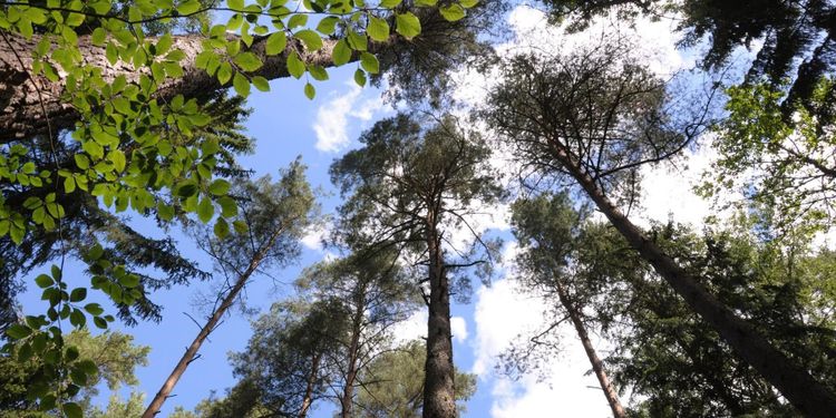 Ändrade regler för skogstaxering föreslås