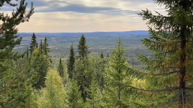 ”Det moderna skogsbruket är på fel väg”