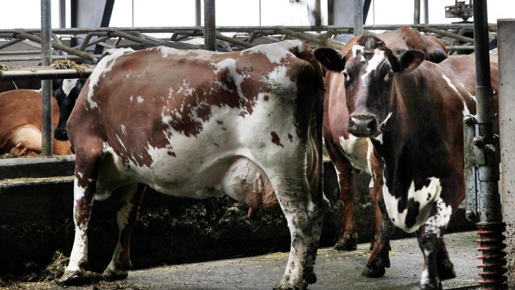 Pilotstudie om flexiblare betesdrift stoppas