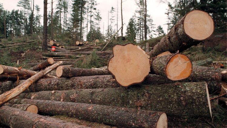 ”Storsatsning på hyggesfritt en dålig idé”