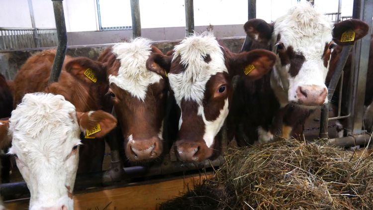 Veterinärbristen ska utredas