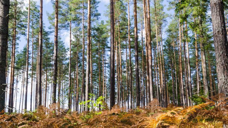 Bästa skogsinvesteringen i Stockholm