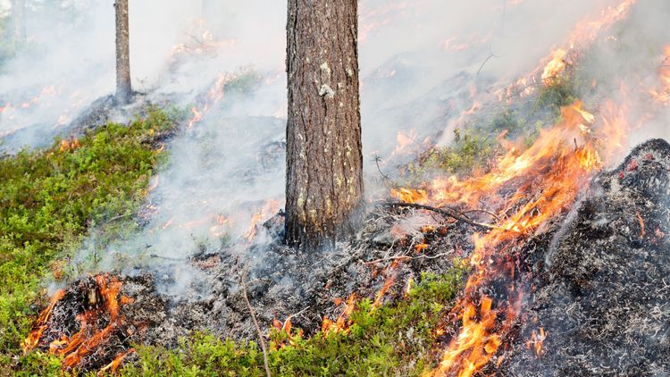 Torrt i skog och mark