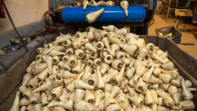 Lag om mer bondemuskler klubbad