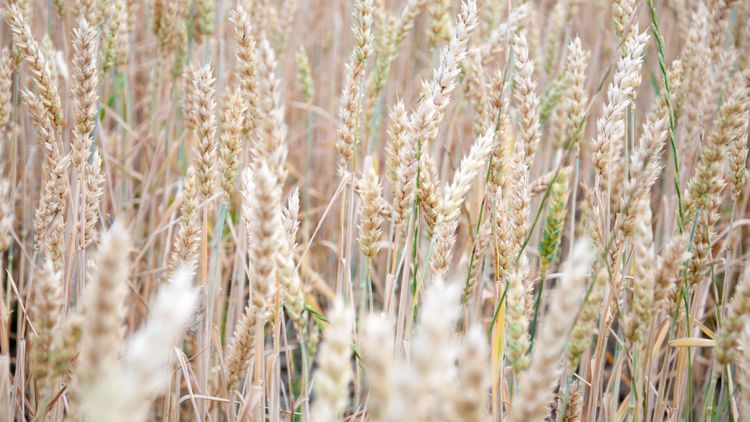 Rätt pris för vetet med ny digital tjänst