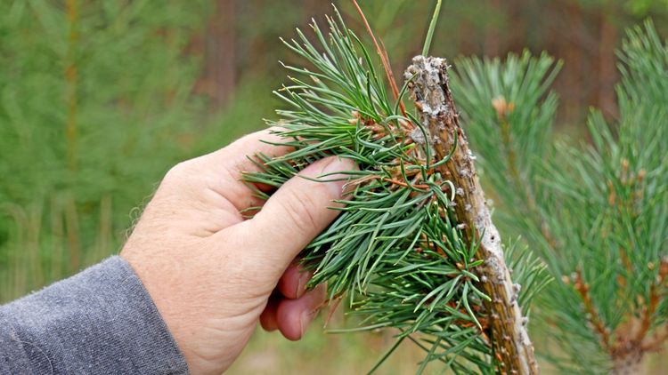 DNA-spår avslöjar betesboven