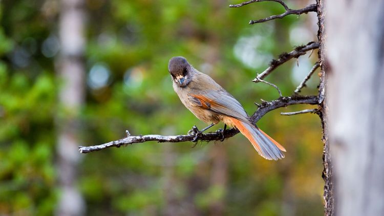 "Svensk rätt måste harmoniera med EU"