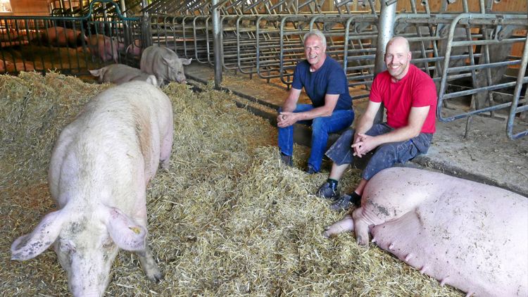 Rekordmånga grisar på Skånegård
