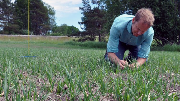 Insekter tuff utmaning efter sent vårbruk