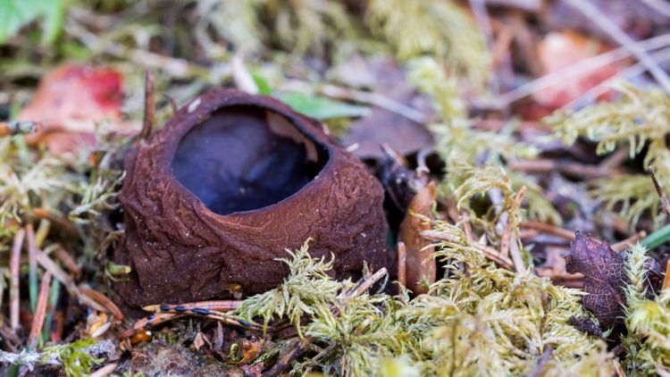 Granbarkborren hotar bombmurklan