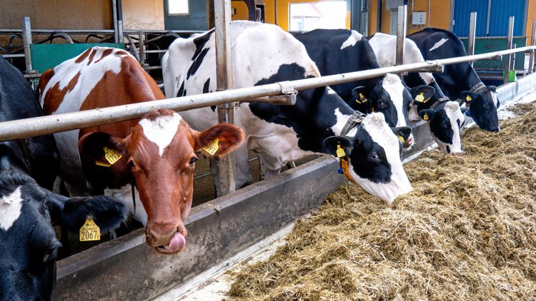 Mjölkinvägningen minskar – och ökar